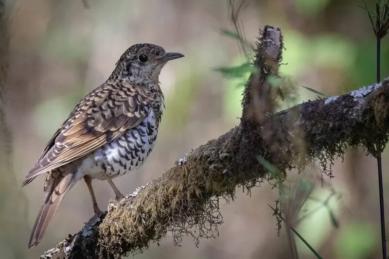 Scaly thrush Facts, Diet, Habitat & Pictures on Animalia.bio