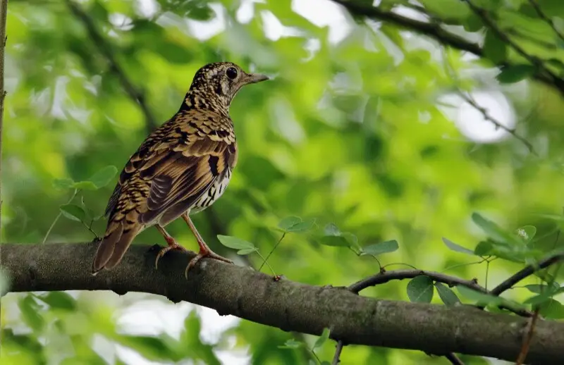 Elegantly perched on a tree. According to its behavior,scaly thrush prefers dense cover.