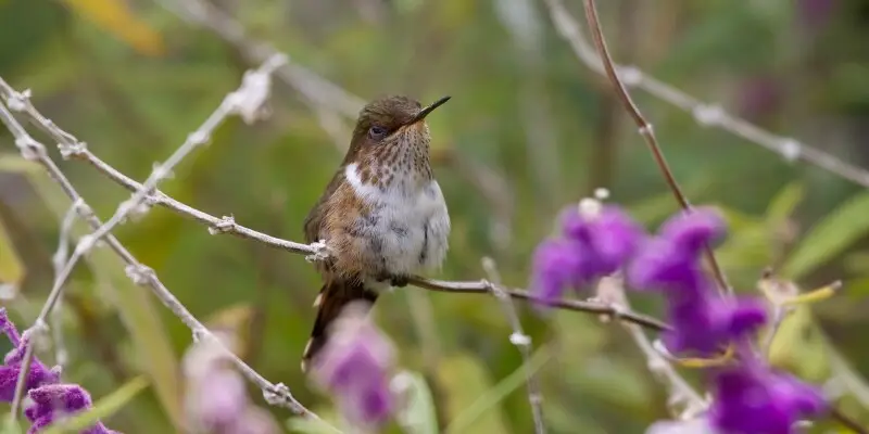 Interesting Fact
The male weighs 2 g and the female 2.3 g. This is one of the smallest birds in existence, marginally larger than the Bee Hummingbird. &lt;a href="http://en.wikipedia.org/wiki/Scintillant_Hummingbird" rel="nofollow">says wikipedia&lt;/a>
D