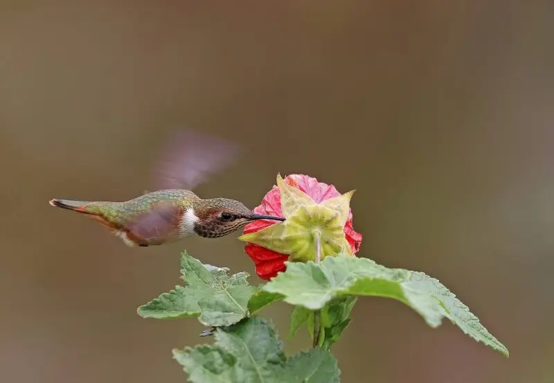Scintillant hummingbird (Selasphorus scintilla) female in flight, 3 of a set of 3. Mount Totumas cloud forest, Panama.