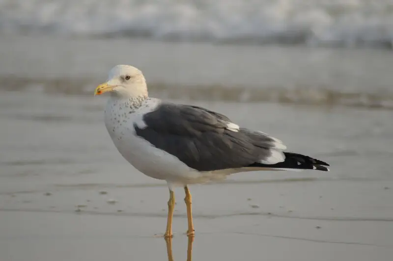 Common sea gull