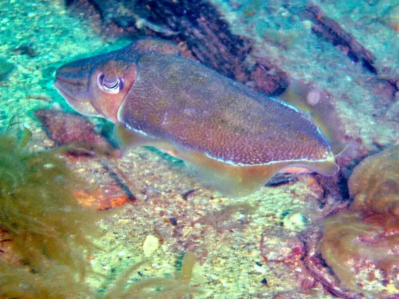 Giant cuttlefish Sepia apama at Rapid Bay Jetty, Gulf St Vincent,
South Australia