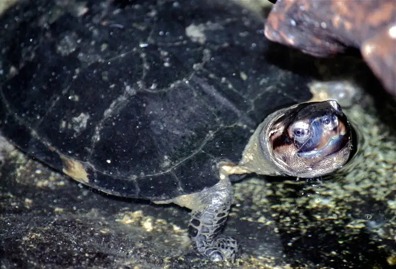 Black marsh turtle - Facts, Diet, Habitat & Pictures on Animalia.bio