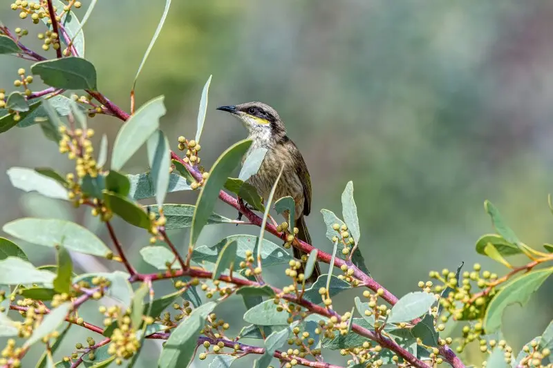 Singing honeyeater - Facts, Diet, Habitat & Pictures on Animalia.bio