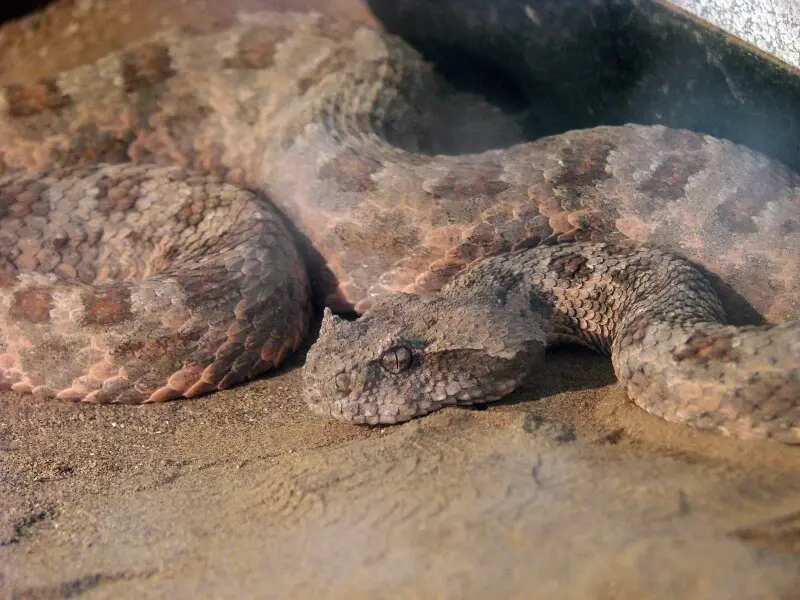 Pseudocerastes Persicus - Fatti, Dieta, Habitat E Immagini Su Animalia.bio