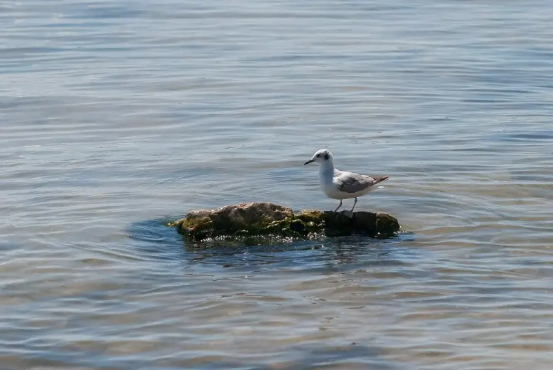 A single Seagull on an isolated rock in the water