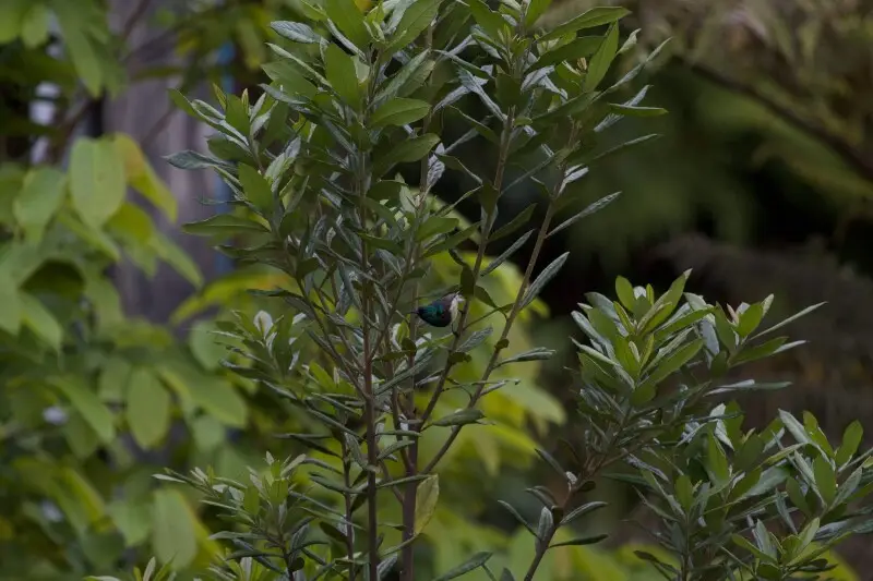 Souimanga Sunbird Cinnyris sovimanga