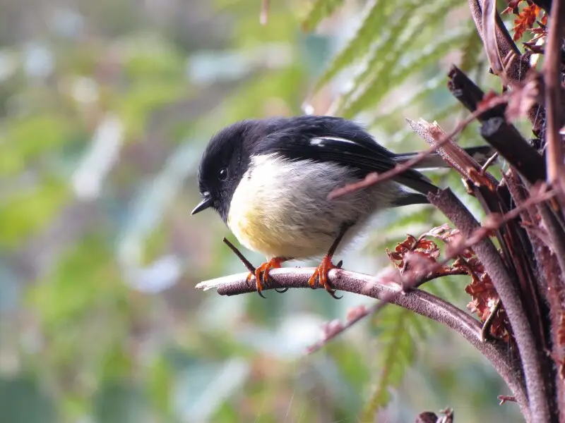South Island Tomtit subspecies in Franz Josef, New Zealand