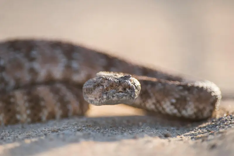 Speckled Rattlesnake (Crotalus mitchellii), Joshua Tree National Park. NPS/Brad Sutton