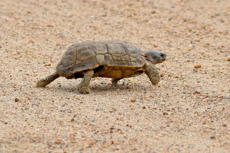 Speke's hinge-back tortoise - Facts, Diet, Habitat & Pictures on ...