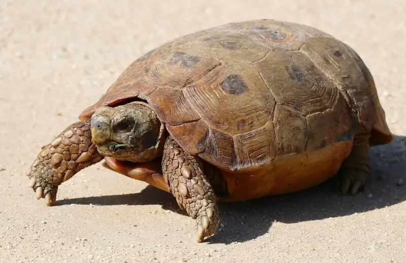 Speke's hinge-back tortoise - Facts, Diet, Habitat & Pictures on ...