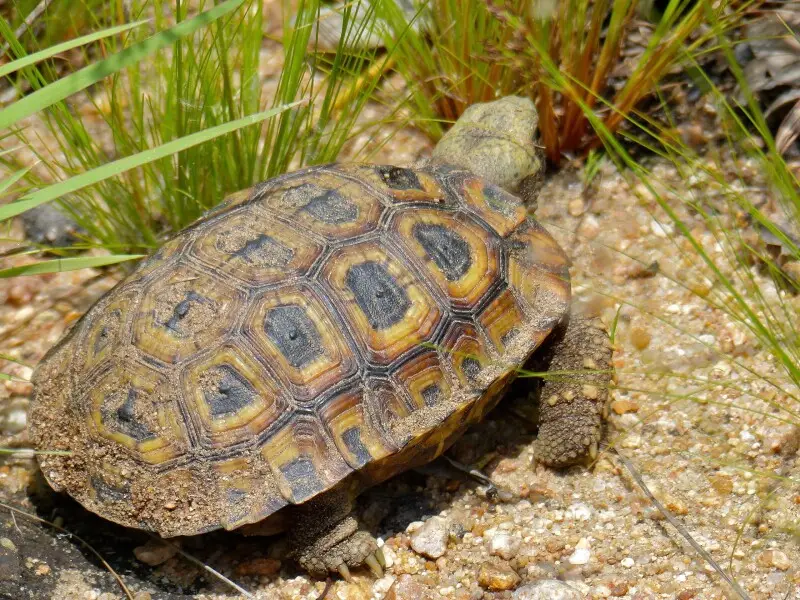 Speke's hinge-back tortoise - Facts, Diet, Habitat & Pictures on ...