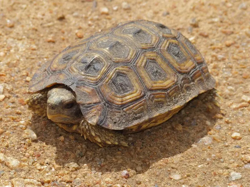 Speke's hinge-back tortoise - Facts, Diet, Habitat & Pictures on ...