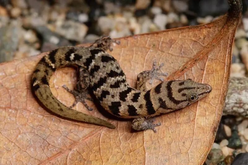 Adult female Sphaerodactylus epiurus from the type locality.