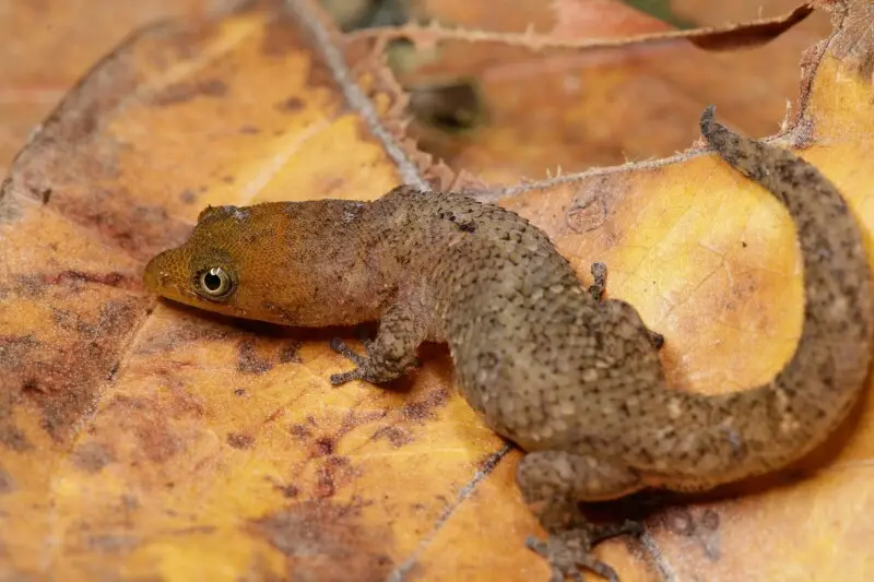 Adult male Sphaerodactylus epiurus from the type locality.
