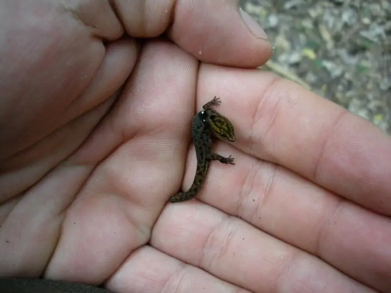 Sphaerodactylus macrolepis found in Jobos Bay National Estuarine Research Researve, Aguirre, Puerto Rico