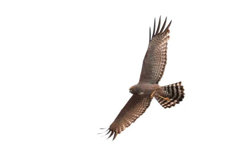 Spotted Harrier (Circus assimilis) with reptile prey on an overcast day over Goulburn River National Park