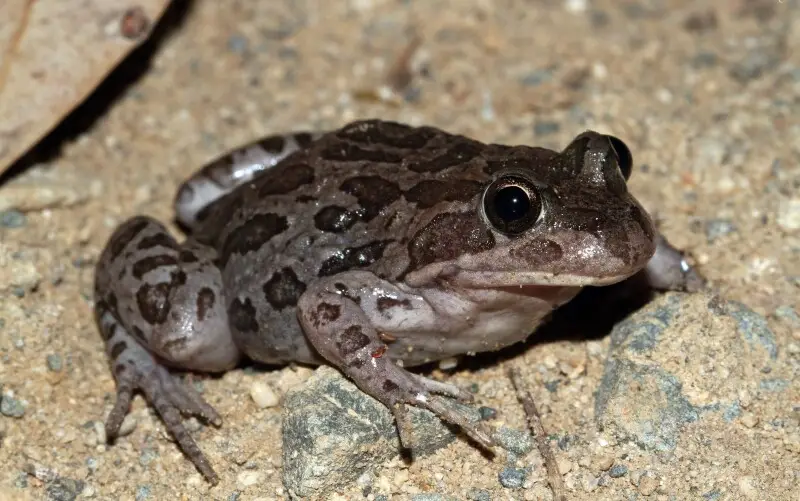 Spotted Grass Frog Diet