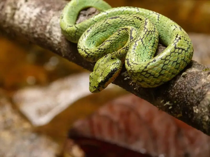 A Sri Lankan Green pit viper found in the rain forest of Runakanda