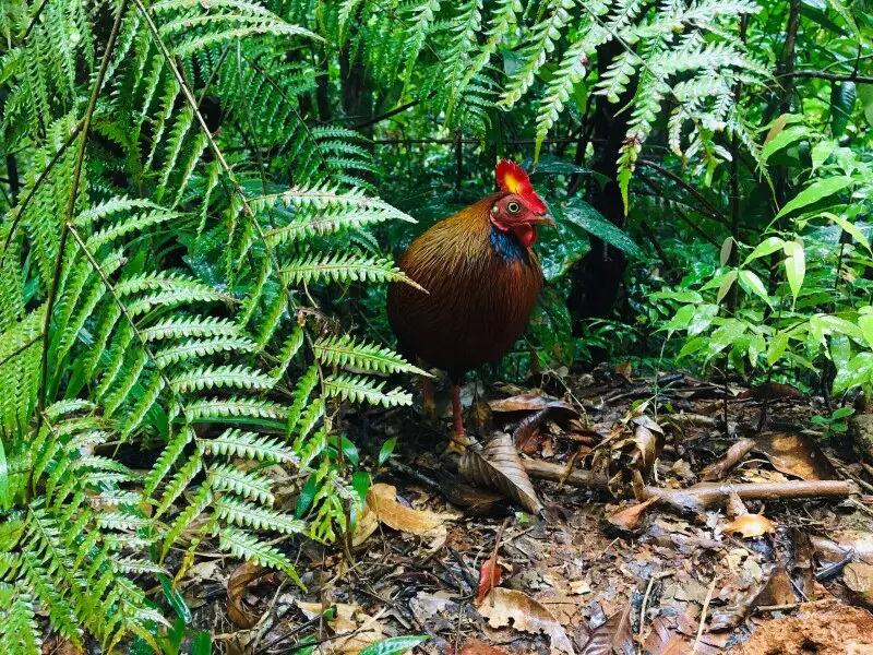 Sri Lankan Junglefowl - Facts, Diet, Habitat & Pictures On Animalia.bio