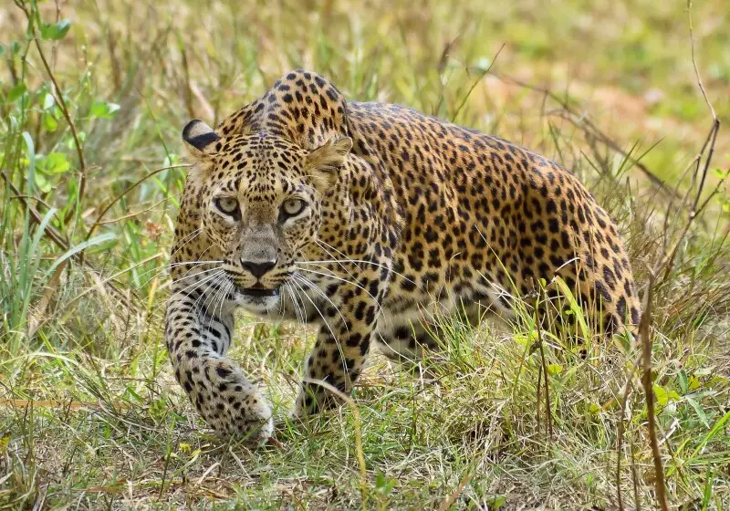 The Sri Lankan leopard (Panthera pardus kotiya) at Wilpattu National Park. The Sri Lankan leopard (Panthera pardus kotiya), also called Ceylon leopard, is a leopard subspecies native to Sri Lanka that was first described in 1956 by the Sri Lankan zoologis