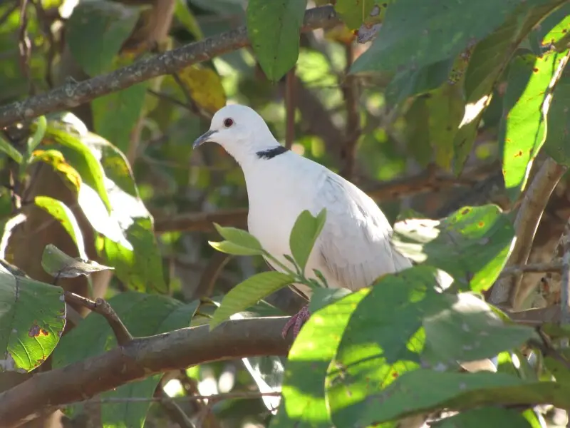 Psidium guajava (Guava)
Branches with ringneck dove at Waihee, Maui, Hawaii.
January 13, 2010


#100113-1209


Image Use Policy