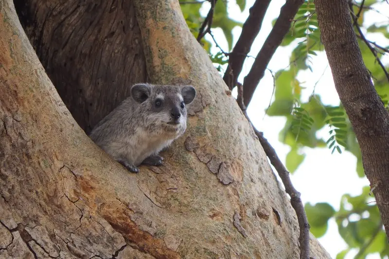 Southern tree hyrax Facts, Diet, Habitat & Pictures on Animalia.bio