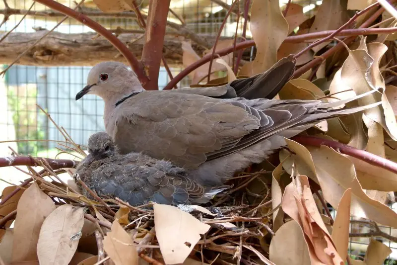 Barbary dove and chick at Butterfly World near Paarl, Western Cape, South Africa