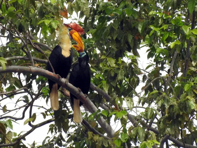 A pair of Knobbed Hornbill in Nantu Nature Reserve, Sulawesi, Indonesia