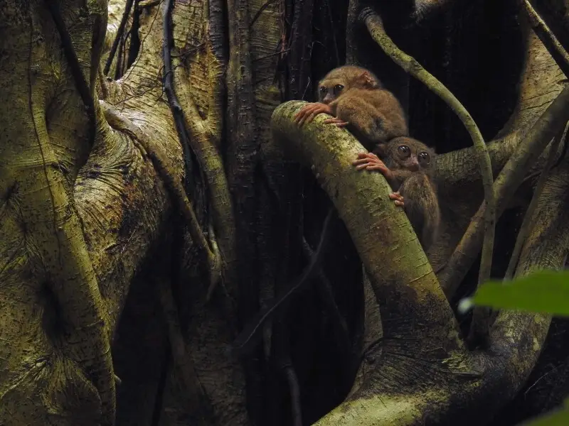 Gursky's spectral tarsier at a roosting stranger fig tree in Tangkoko Nature Reserve, Sulawesi
