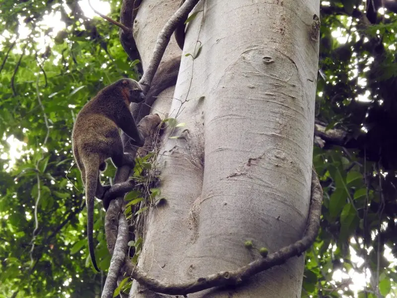 Sulawesi bear cuscus Facts, Diet, Habitat & Pictures on Animalia.bio
