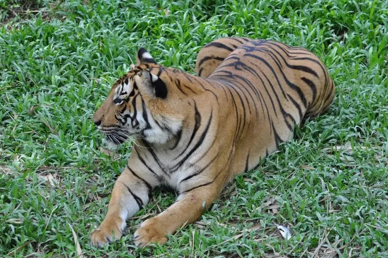 Another look at the Sumatran Tiger, sunning himself on the grass in the Lok Kawi Wildlife Park. Sumatran tigers persist in isolated populations across Sumatra. They occupy a wide array of habitats, ranging from 0 m above sea level in the coastal lowland f