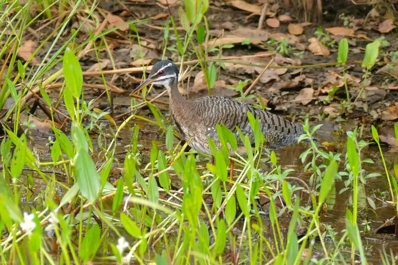 Transpantaneira, Pocon?, Mato Grosso, BRAZIL