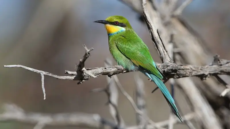 Swallow-tailed bee-eater, Merops hirundineus, at Kgalagadi Transfrontier Park, Northern Cape, South Africa