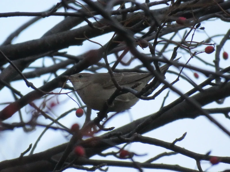 Barred warbler