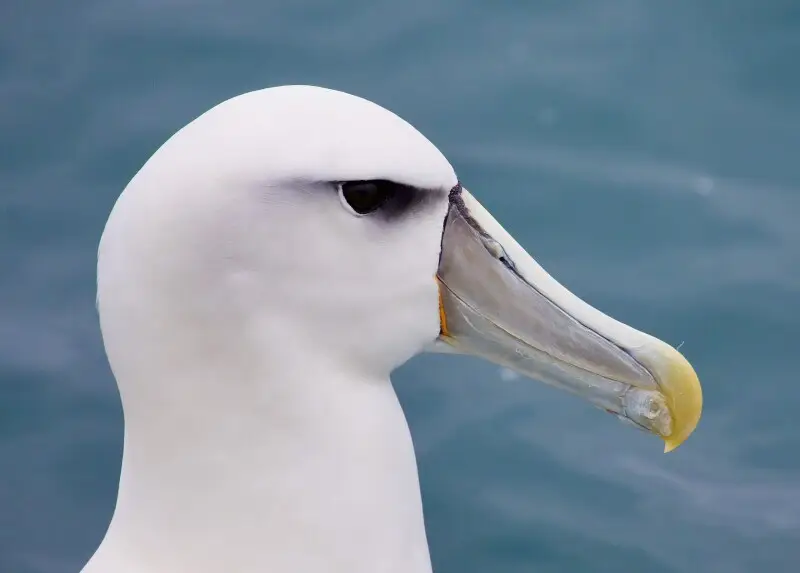 White-capped albatross (Thalassarche cauta steadi)