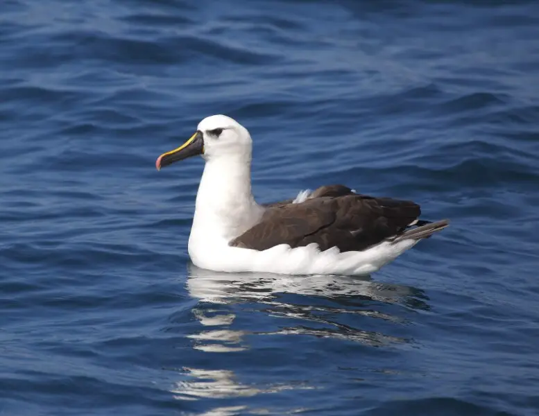 Yellow-nosed albatross at Ilhabela - S?o Paulo - Brazil