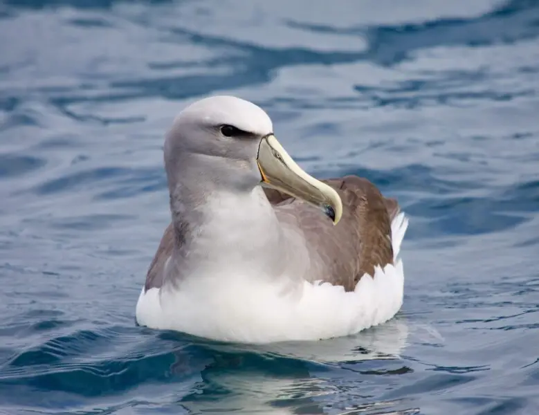 Salvin's albatross (Thalassarche salvini)