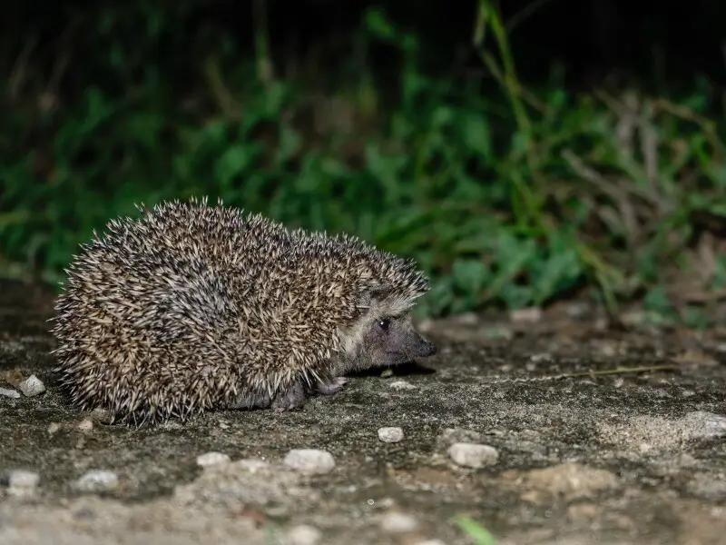 The bare-bellied hedgehog (Paraechinus nudiventris), also known as the Madras hedgehog, is a species of hedgehog that is endemic to dry arid regions and scrubby jungles in southeastern India.[2] As it was believed to be rare, it was formerly listed as Vul