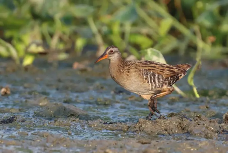 The brown-cheeked rail or eastern water rail is a species of bird in the family Rallidae. It breeds in northern Mongolia, eastern Siberia, northeast China, Korea and northern Japan, and winters in southeast Asia.
