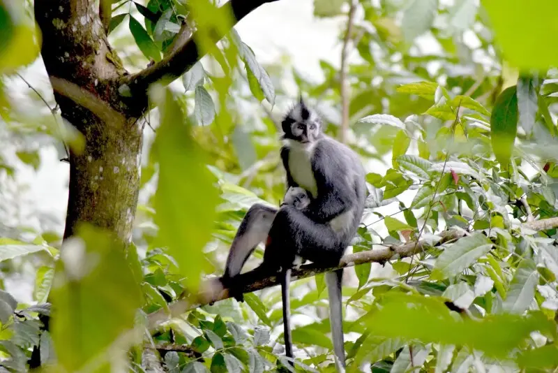 Thomas's leaf monkey or Thomas's langur found at Tangkahan, North Sumatera, Indonesia