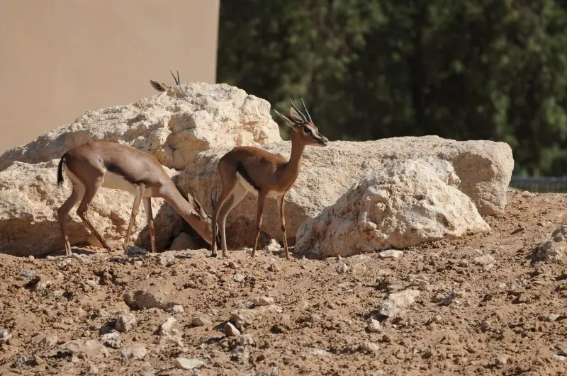 And as with females everywhere, after the pretended disinterest, the female drops subtle hints. In this case she lets out a small stream of urine, which will indicate to the male that she is in heat. (estrus) The male gazelle will follow a female and snif