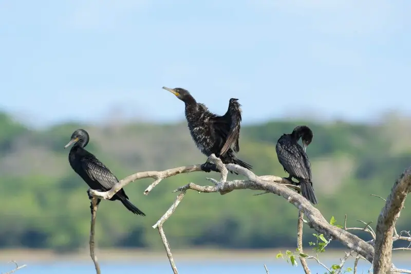 Indian cormorant Facts, Diet, Habitat & Pictures on Animalia.bio