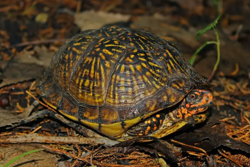 Three-toed box turtle - Facts, Diet, Habitat & Pictures on Animalia.bio