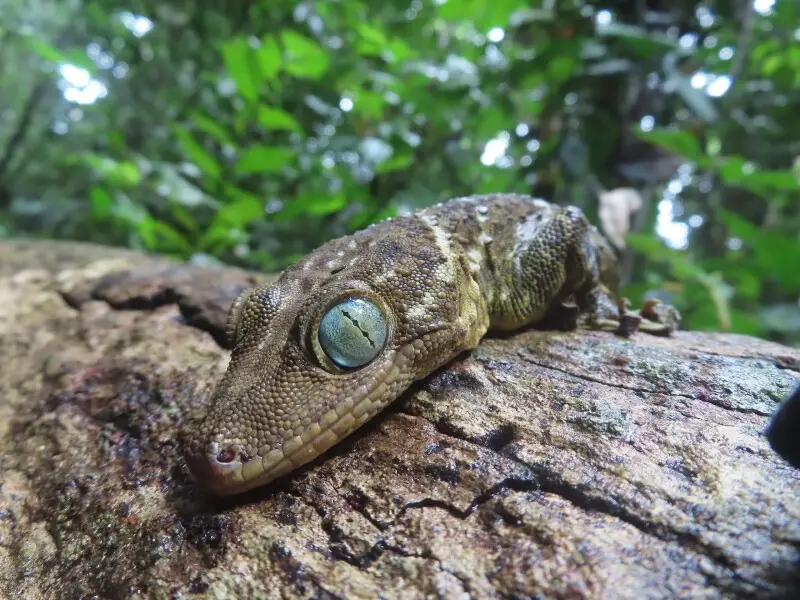 The Large Forest Gecko is a noisy, generally nocturnal species which mainly inhabits primary forests, however it may also be found under the eaves of huts or cabins in forest clearings. Its loud call is a distinctive 'tok, tok, tok' or sometimes 'tok, tok