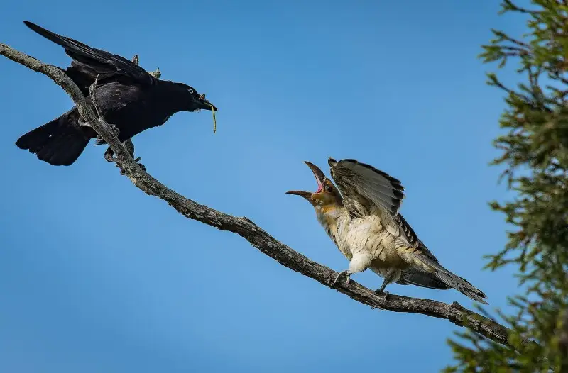 At Oxley Creek Common, Oxley, Brisbane, Queensland, Australia. A Torresian Crow surrogate mother arrives with a juicy mantis to feed a juvenile Channel-billed Cuckoo.