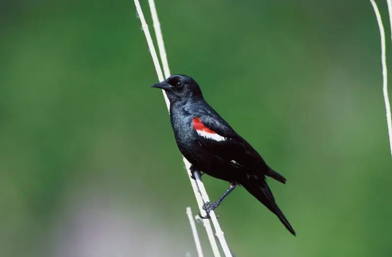 Tricolored blackbird male, Agelaius tricolor
