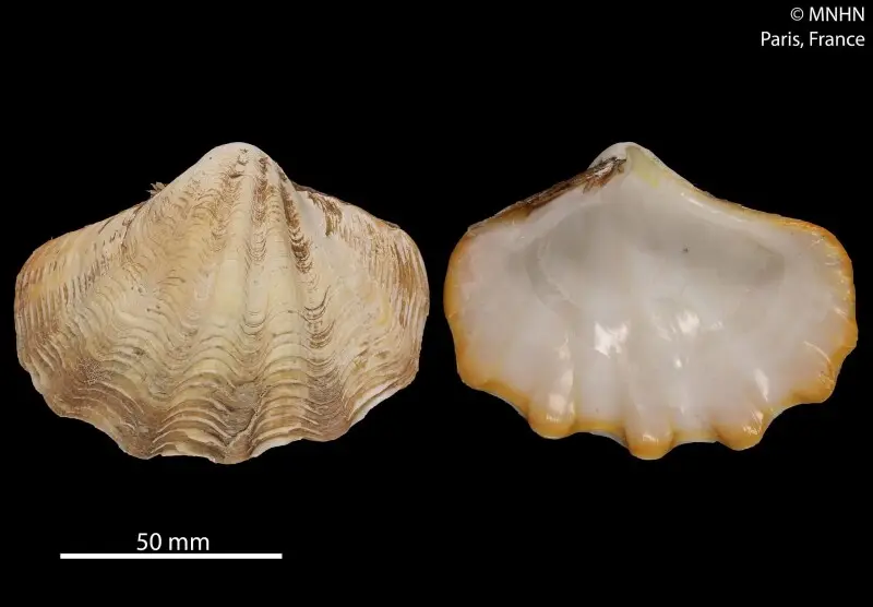 PRESERVED_SPECIMEN; Tridacna crocea Lamarck, 1819; Type status: 	N/A; Identified by:	Burgos A.; Individual count:	2; Event date: 	N/A