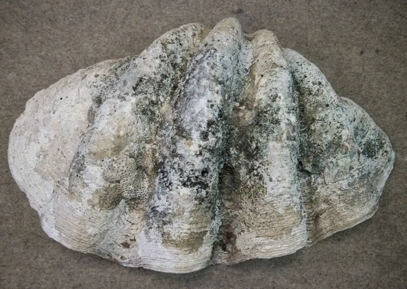Tridacna gigas, outer side, 125 cm in length, 45 kg weight