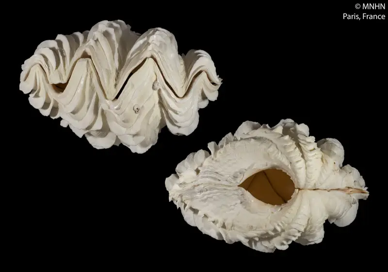 PRESERVED_SPECIMEN; Tridacna lorenzi K. Monsecour, 2016; Type status: 	HOLOTYPE; Identified by:	N/A; Individual count:	1; Event date: 	N/A